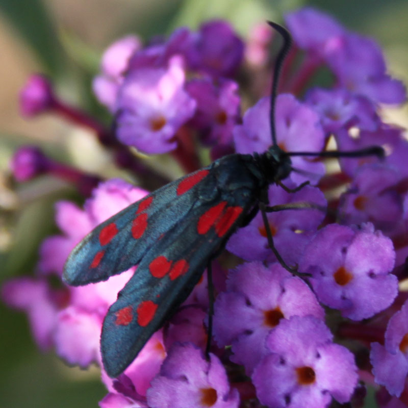 Zygaena Filipendulae